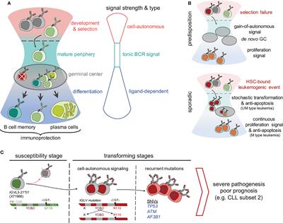 Frontiers | The Determinants Of B Cell Receptor Signaling As Prototype ...